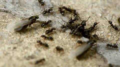 Close up macro view of black ants working on nest in the concrete gap. Stock Footage 160243373