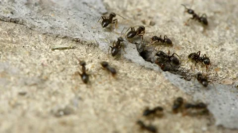 Close up macro view of black ants working on nest in the concrete gap. Stock Footage 160243666