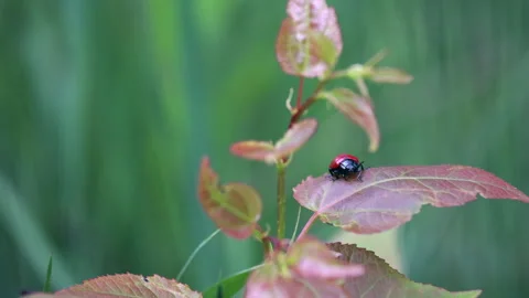 Close-up macro view of a bright red beetle resting on a colorful pink and green  스톡 동영상 331005947