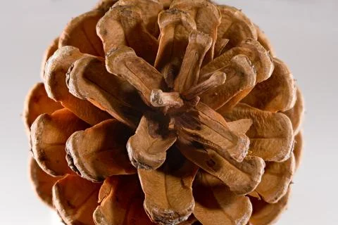 Close-up macro view of a brown pinecone showing intricate scale details and.. 스톡 사진