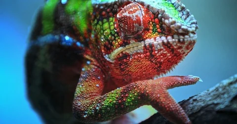 Close-up macro view of Chameleon tropical lizard with colorful textured skin Stock Footage