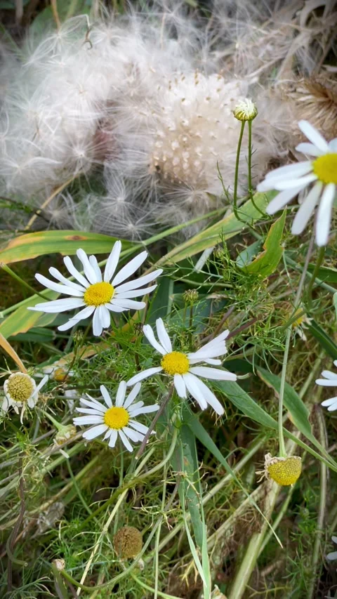 Close-Up Macro View of Chamomile Flowers Swaying Gently in the Wind 動画素材 310001623