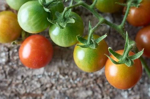 Close-up macro view of cherry tomatoes Stock Photos
