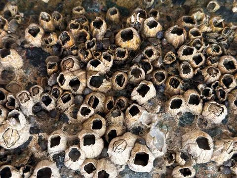 Close-up macro view of a cluster of barnacles attached to a textured surface Stock Photos