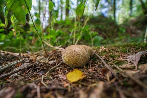 Close up macro view of a common earthball mushroom in a woodland setting Фото
