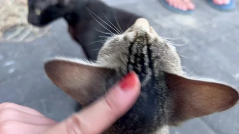 Close-up macro view of a cute little kitten enjoying caress. POV view stroking Stock Footage 217441547