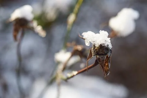 Close-up macro view of dried rose hips covered with fresh white winter snow Stock Photos