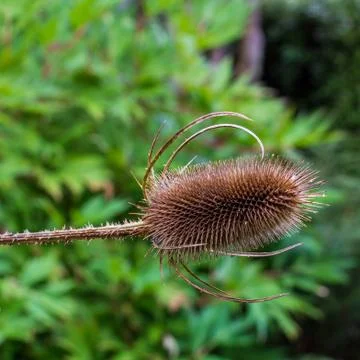 Close up macro view of a dried teasel flower Stock Photos