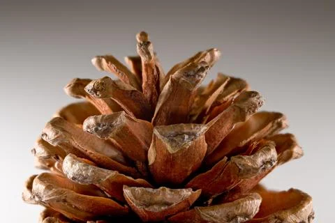 Close-up macro view of a dry brown pine cone with detailed scales and texture Stock-Fotos