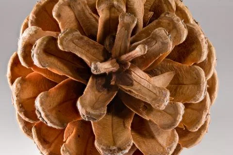 Close-up macro view of a dry pine cone showing intricate scale patterns and.. 스톡 사진
