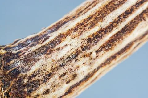 Close-up macro view of a dry, textured plant stem with intricate patterns a.. Stock Photos