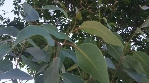 Close Up Macro View of Fresh Green Eucalyptus Leaves on Branch Stock-Fotos