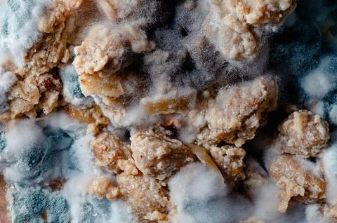 Close Up Macro View Of Fuzzy White And Blue Mold Growing On Spoiled Organic Stock Photos