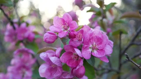 Close up macro view of gorgeous blooming apple tree branch Stock Footage 285875601