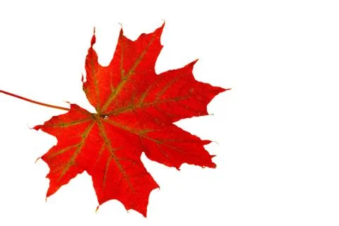 Close up macro view of gorgeous red maple leave isolated on white background. Stock Photos