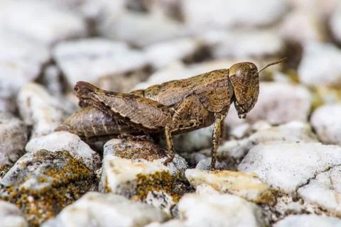 Close up macro view of a Grasshopper on a stone Stock Photos