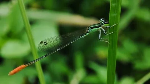 Close-up macro view of a green and black damselfly perched on grass stem Stock Photos