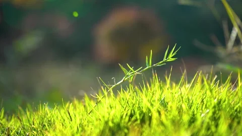 Close Up Macro View of Green Grass Blades Swaying in a Sunny Meadow Video stock 341960684