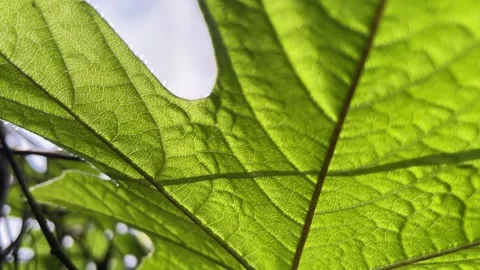 Close-up macro view of a green leaf backlit by sunlight Видео 333938864