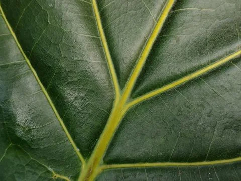 Close-up Macro View of Green Leaf Veins and Texture. Stock Photos