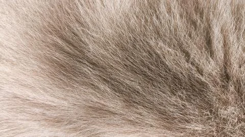 Close-up macro view of grey cat fur showing fluffy hair strands and soft sh.. Stock Photos