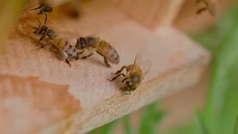 Close up macro view of honeybees crawling on wooden beehive frame Stock Footage 345293048