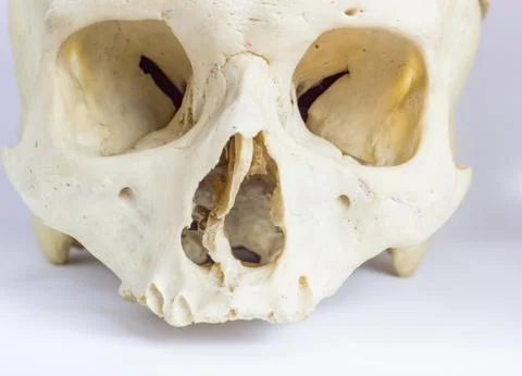 Close up macro view of human skull bone showing the anatomy of nasal foramen, Stock Photos