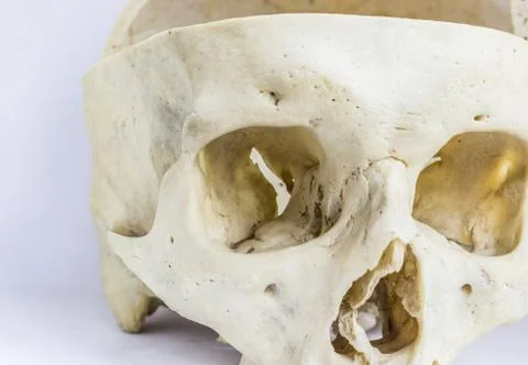 Close up macro view of human skull bone showing the anatomy of orbital cavity Stock Photos