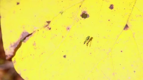 Close up macro view of an Insect on a rotting Fall yellow leaf Stock Footage 143034025