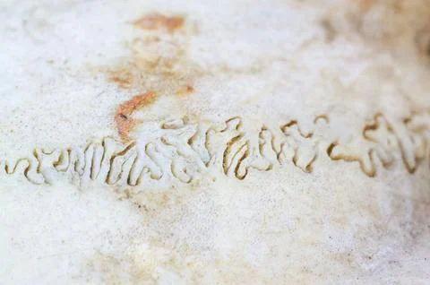 Close-up macro view of intricate suture lines on a weathered bone surface Stock Photos