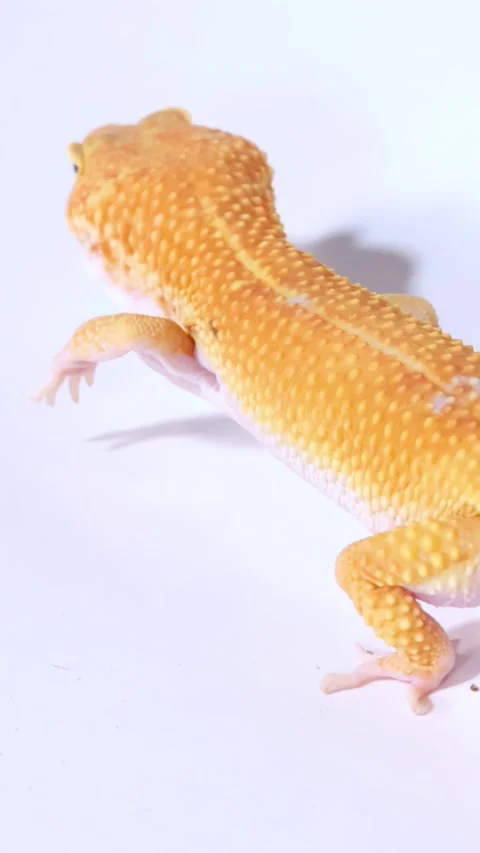 Close Up Macro View of a Leopard Gecko Crawling on White Background Stock Footage 328064597