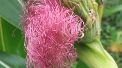 Close-up macro view of light pink corn silk Stock Photos