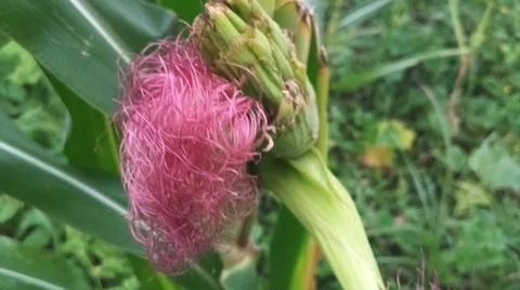 Close-up macro view of light pink corn silk Stock Photos