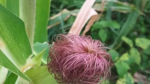 Close-up macro view of light pink corn silk Stock Photos