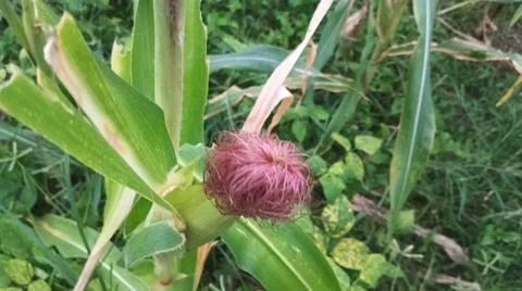 Close-up macro view of light pink corn silk Stock Photos