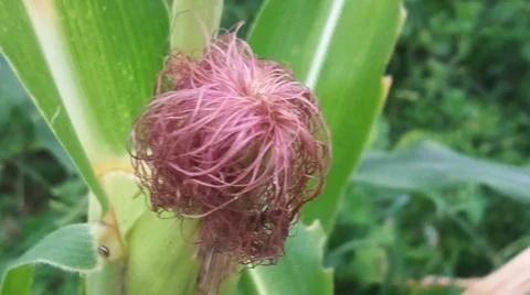 Close-up macro view of light pink corn silk Stock Photos