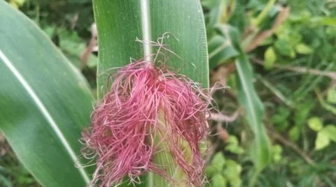 Close-up macro view of light pink corn silk Stock Photos