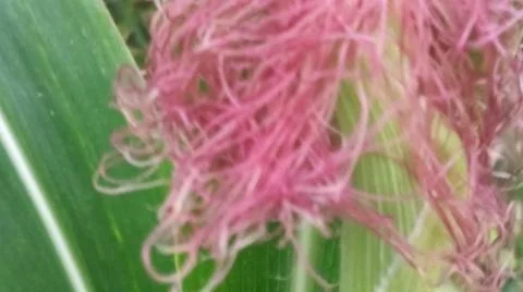 Close-up macro view of light pink corn silk Stock Photos