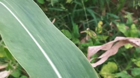 Close-up macro view of light pink corn silk 库存照片
