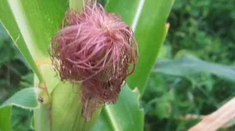 Close-up macro view of light pink corn silk 库存照片