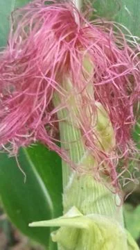 Close-up macro view of light pink corn silk Stock Photos