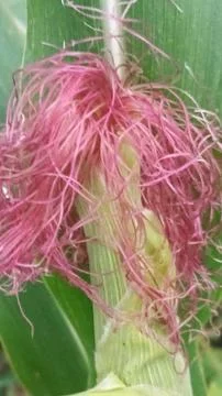 Close-up macro view of light pink corn silk Stock Photos