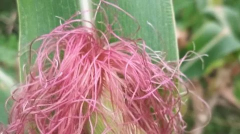 Close-up macro view of light pink corn silk Stock Photos