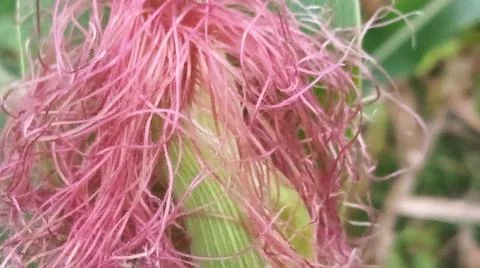 Close-up macro view of light pink corn silk Stock Photos