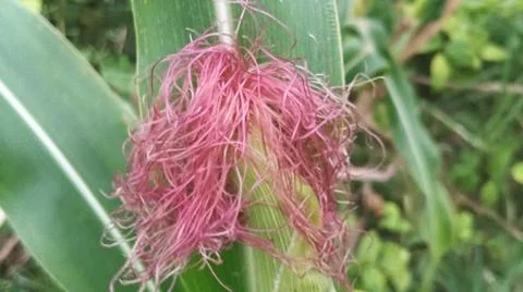 Close-up macro view of light pink corn silk 库存照片