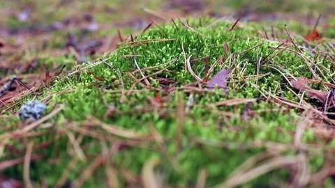 Close-up macro view of little leaves growing on beautiful green grass in autumn 스톡 동영상 137957521