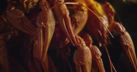Close up macro view of lobsters and crawfish on black background Stock Footage 142735971