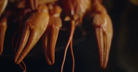 Close up macro view of lobsters and crawfish on black background Stock Footage 142736039