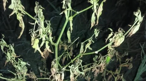 Close-up macro view of lush green plant leaves 库存照片