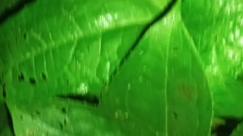 Close-up macro view of lush green plant leaves 库存照片